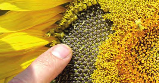 Sonnenblume NK NEOMA Die schwerste Sonnenblume Extrem hohes HL-Gewicht in der Praxis Erste Clearfield-Sonnenblume in Österreich Ertragsstärkste aller herbizidtoleranten Sorten Produktionssystem Mit
