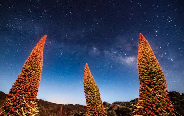 Das Inselzentrum > Parque Nacional del Teide Dem Sternenhimmel ganz nah dem bis zu zwei Meter hohen, an eine Schlange erinnernden Blütenstand verdankt der Natternkopf seinen Namen.