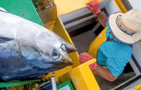 La Caleta #6 Hin und wieder geht den Fischern ein riesiger Thun ins Netz. Das Meer rund um die Kanaren ist reich an rotem Thunfisch. Rund 1200 Familien leben vom Thunfischfang.