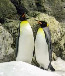n Pinguine, # 10 Ü ÜBRIGENS Wenn Sie gern hinter die Kulissen schauen, können Sie sich der Discovery Tour anschließen.