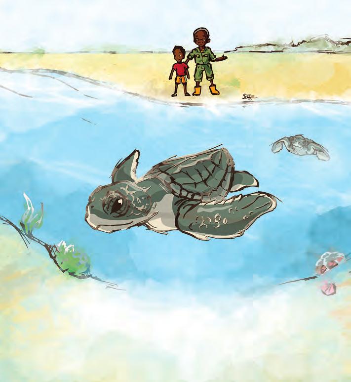 Ja, antwortet Baba, das müssen sie nicht lernen. Sobald sie im Wasser sind, paddeln die Schildkröten sofort los.