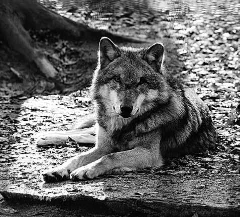 November 2016 Wir fahren zu den Wölfen mit Anne Peper und Georg Wietschorke Wölfe breiten sich bei uns wieder aus und über die Gefährlichkeit dieser Tiere entstehen viele Diskussionen.