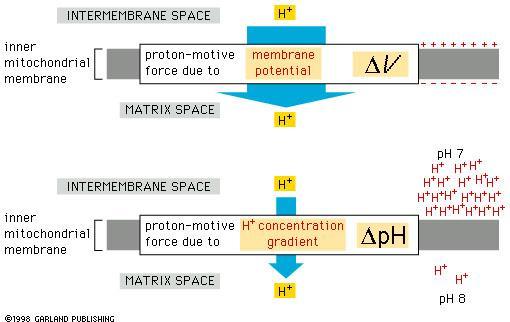 Relative Anteile der Proton-motive Force 75 PLUS Osmot. Energie: ca. -5 kj/mol H + 0,15 V- Elektr.