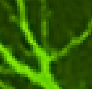 Anwendung: Axone verfolgen Bild als Graph: Jedes Pixel ist ein Knoten Implizite Kanten: jedes Pixel hat eine Kante zu den 8