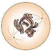 com Mitose Meiose Chromatinfäden spiralisieren sich zu 2-
