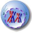 zu 2-Chromatid- Chromosomen An Zellpolen bilden sich