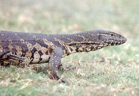 Reptilleder Anzahl Produkte 1000000 800000 600000 400000 200000 Caiman croc. crocodilus Caiman croc.