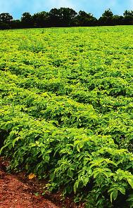 . APRIL 007 Integrierter Pflanzenschutz sichert Erträge. Gemüse. Für alle Herbizide ist die maximale Zahl der Behandlungen auf eine in der Kultur je Jahr beschränkt.