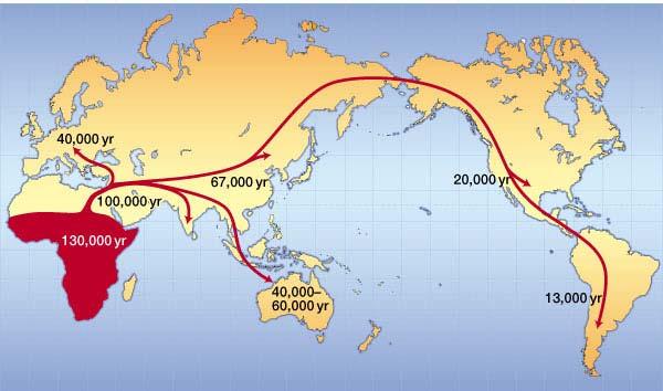 5. Phylogenetische Algorithmen Sequenzierung der mitochondrialer DNA (16 KB) von 86 geographisch verteilt lebenden Personen Ergebnis: Mitochondriale DNA scheint nach einer molekularen Uhr abzulaufen;