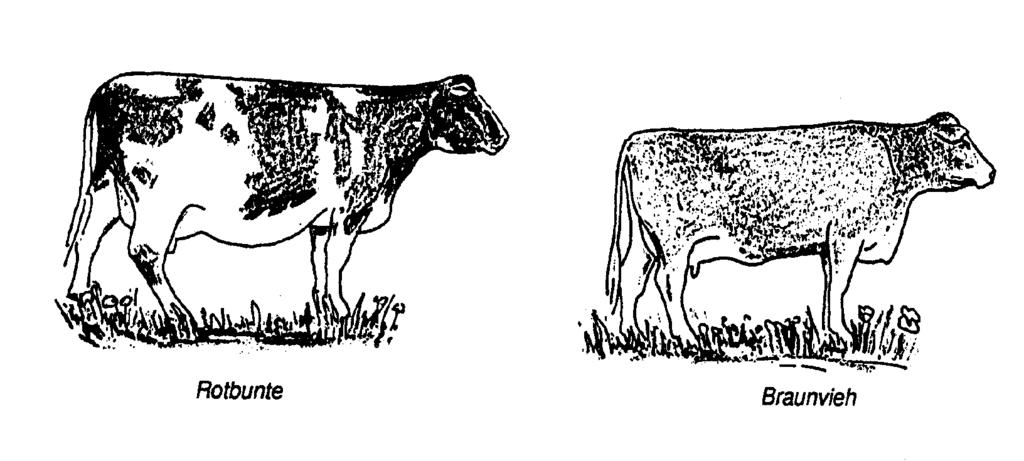 Diese Rassen erreichen heute Jahresmilchleistungen von 5000-8000 kg und mehr (Spitzentiere über 10.000 kg) und ein Lebendgewicht von über 650 kg bei Kühen, 1.000 kg und mehr bei Bullen.