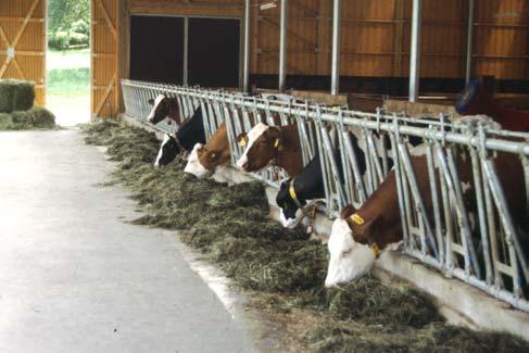 Neben der wirtschaftlichen Erzeugung von Milch dient die Arbeit vieler Milchviehbetriebe Lediglich extensive Formen der Mutterkuhhaltung ermöglichen eine gemeinsame Haltung von Kuh und Kalb.