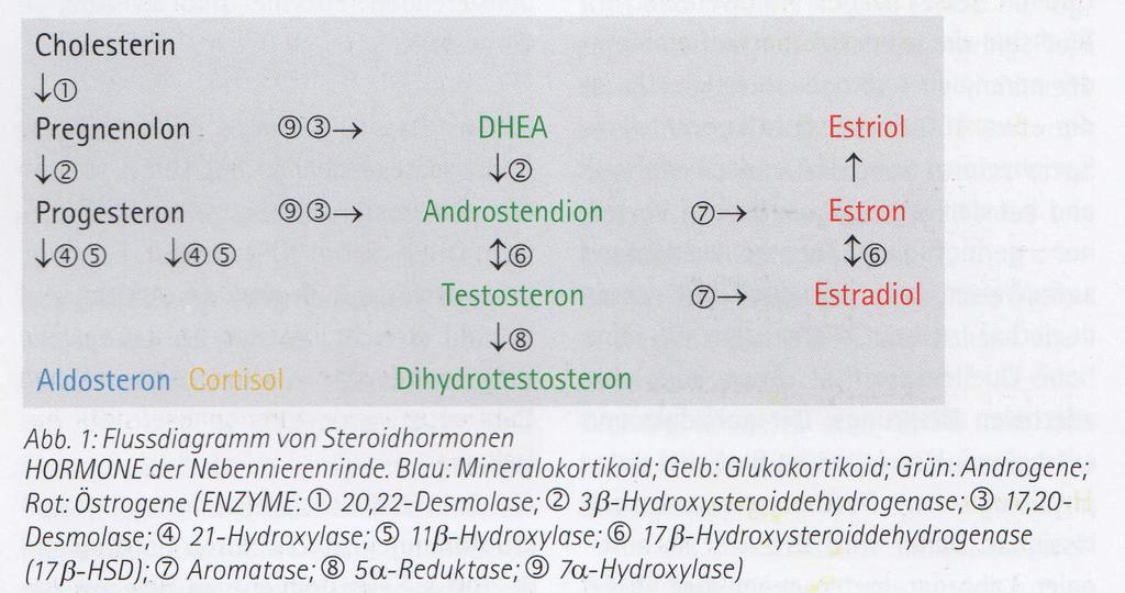 DHEA wird in der Nebennierenrinde gebildet