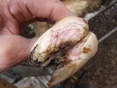Moderhinke Zwischenklauenentzündung Krankheitsbild: hinkende Schafe - kniet auf den Karpalgelenken Zwei Erreger für den Ausbruch erforderlich