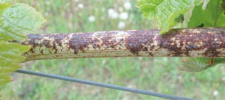 FUNGIZID DER SAUBERMACHER VOR DER BLÜTE. Räumt das Feld von Oidium und schafft Platz für hohe Qualität: Prosper. Prosper ist ein Spezialprodukt gegen den Echten Mehltau.