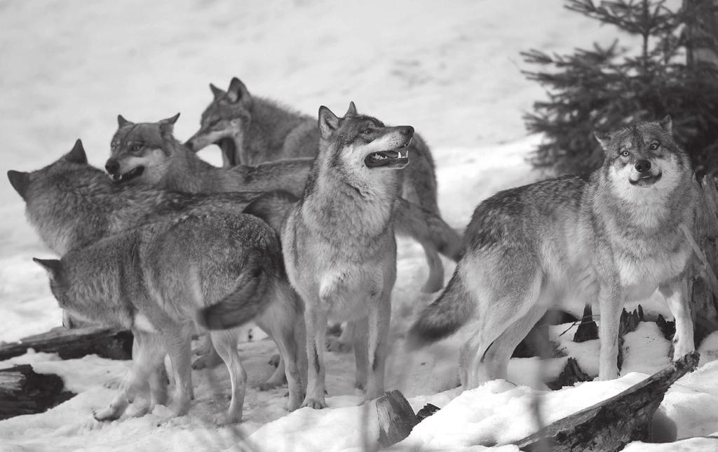 Reihe 6 Verlauf Material S 2 LEK Glossar Mediothek M 1 Basisinformation: Wolf und Hund Alle Hunderassen stammen letztlich vom Wolf ab. Der Wolf ist also die Stammform des Haushundes.