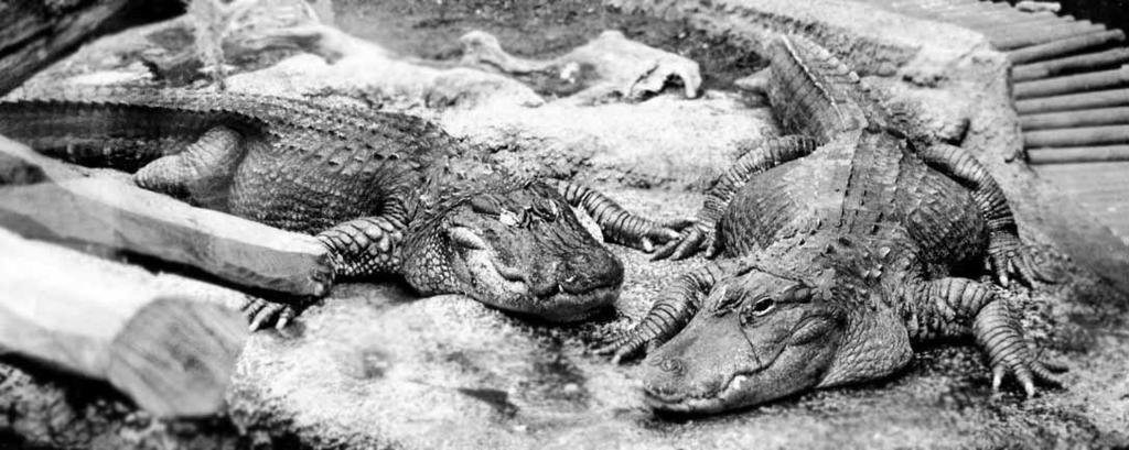 Familie Alligatoren und Kaimane (Alligatoridae) 179 porosus, C. siamensis, Osteolaemus tetraspis, Tomistoma schlegelii. Arten mit Grubennestern: Crocodylus acutus, C. intermedius, C. johnsoni, C.