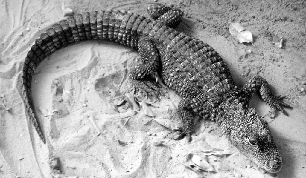 180 Ordnung Krokodile, Panzerechsen (Crocodylia) Abb. 4.3 China-Alligator (Alligator sinensis), in seiner Heimat am Jangtse stark bedroht. (Tierpark Berlin) gerichtet, der 4.