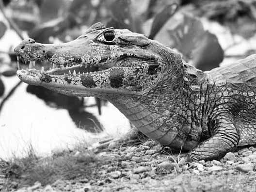 4 Südlicher Brillenkaiman (Caiman yacare), die am weitesten nach Süden vordringende Krokodilart Südamerikas. (Gran Chaco, Paraguay) 4 Gattungen mit 7 Arten. Gattung Alligator (Alligatoren): 2 Arten.