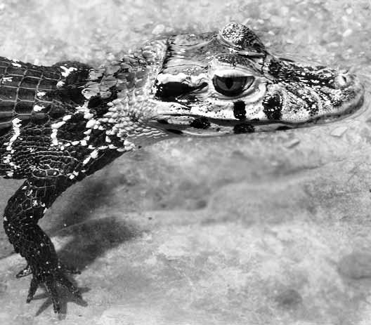Familie Eigentliche Krokodile (Crocodylidae) 181 (Gran Chaco). Kopf meist mit deutlichen schwarzen Flecken und Bändern. 21-38 Eier. Gattung Melanosuchus: 1 Art. Mohrenkaiman (M.