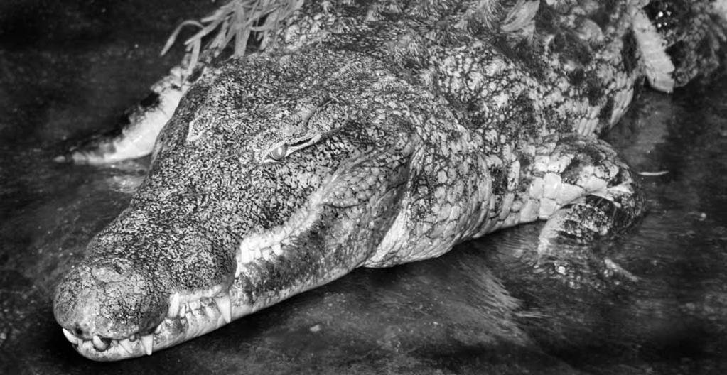 182 Ordnung Krokodile, Panzerechsen (Crocodylia) Abb. 4.7 Nilkrokodil (Crocodylus niloticus), mit bis zu 7 m eine der größten Krokodil-Arten.