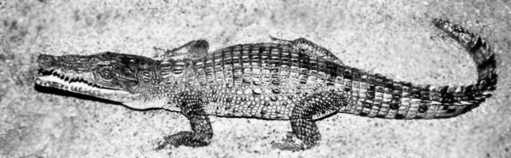 mindorensis): 3 m, Philippinen, kleines Verbreitungsgebiet. Wird auch als eine Unterart von C. novaeguineae betrachtet.