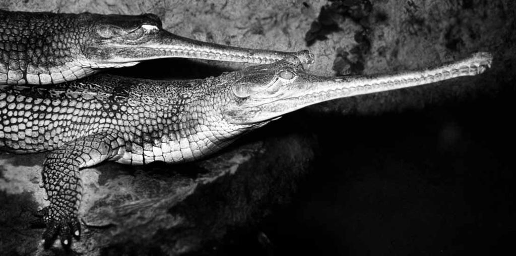 184 Ordnung Krokodile, Panzerechsen (Crocodylia) Abb. 4.10 Gavial (Gavialis gangeticus). (Tierpark Berlin) derlich.