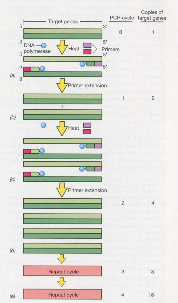 Polymerase Nukleotide Template-DNA Primer T