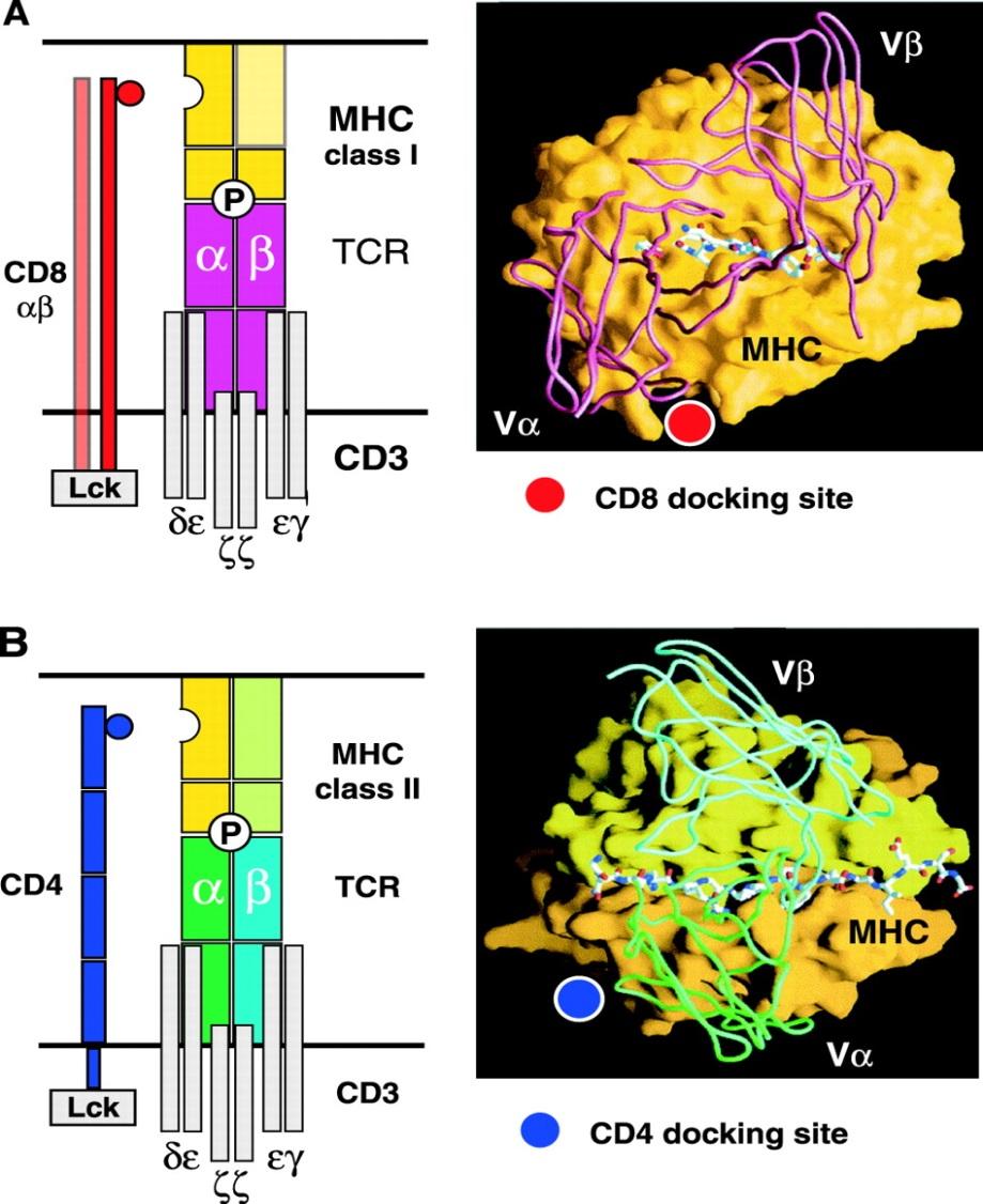MHC-Restriktion (Einschränkung) α3 β2m Verbindung der MHC-Klasse-I und des CD8 β2 = T-Zellen erkennen Antigene ausschließlich in