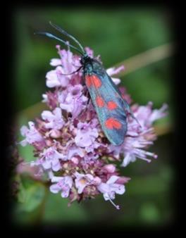 Elegans-Widderchen