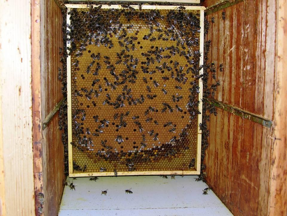 Schröpfen: Bienen und Brut entnehmen