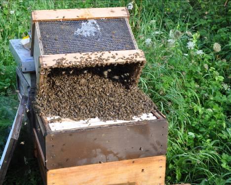 Kunstschwarm Methode: Genügend Bienen und eine begattete Königin mit Zusetzkäfig in Schwarmkiste vereinen 2 bis 5