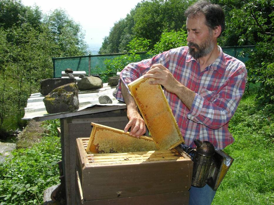Regelmässige Verjüngung der Bienenvölker ist neben einer guten