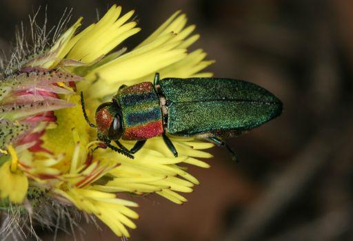 KÄFER Vielfältige Formen und Farben Viele Käferarten sind auffällig bunt gefärbt oder bizarr geformt.