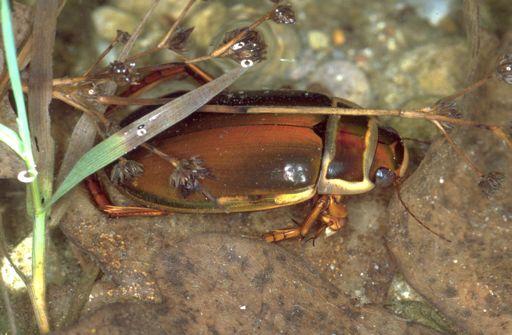alle Beat Wermelinger 1 2 Lebensweisen 1 Die im Wasser lebenden Käfer sind räuberisch. Der Gelbrandkäfer (Dytiscus marginalis) ist einer der grössten unter ihnen.