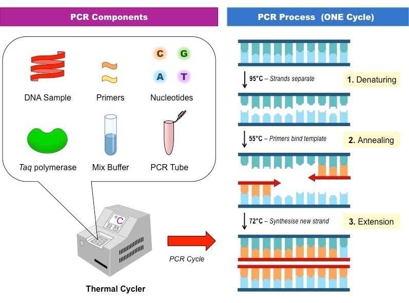 16S rrna Sequenzierung PCR http://www.ib.bioninja.com.au/_media/pcr-components_med.jpeg Sanger Sequenzierung >FR832379.