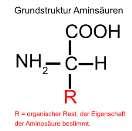 Aminosäuren Peptide