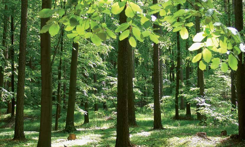 Mehrwert der Waldwirtschaft Wald ist Vielfalt so vielfältig wie die Ansprüche, die wir an ihn stellen.