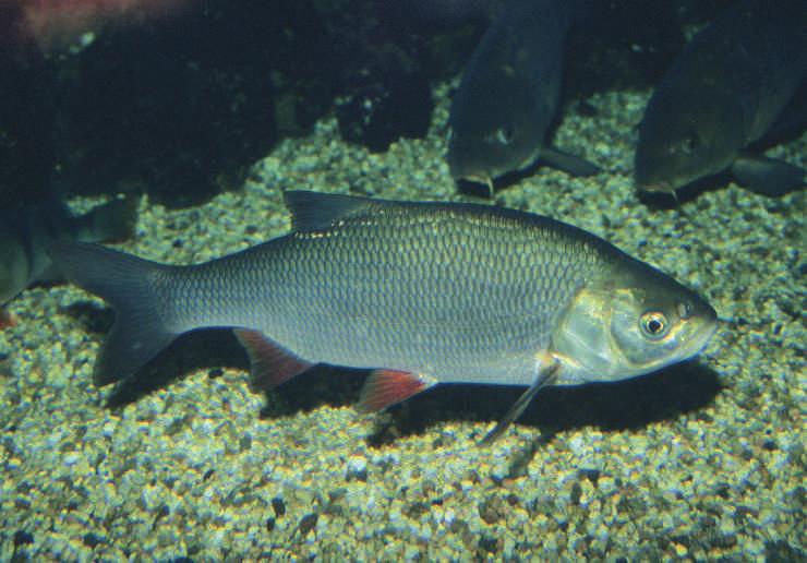 Aland (Leuciscus idus) Abb. 8: Maifisch (Alosa alosa). Flussboden. Die Jungfische wandern wieder zum Meer zurück. Die Nahrung besteht aus tierischem Plankton.