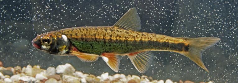 Abb. 14: Elritze (Phoxinus phoxinus). Sie benötigen klare, schnellfließende und sauerstoffreiche Fließgewässer. Die Art ist ein Schwarmfisch, der gern an der Oberfläche schwimmt.
