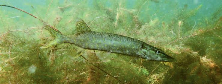 Schneider werden nur 9 14 cm lang. Sie mögen klare, sauerstoffreiche und schnell fließende Gewässer. Der meist bodennah schwimmende gesellige Fisch bevorzugt stärkere Strömungen.