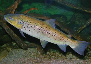Auf der Körperunterseite besitzt der Fisch runde flache Schleimgruben. Rücken und Flanken sind oliv- bis graugrün gefärbt und mit unregelmäßig verteilten dunklen Flecken versetzt.