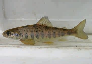 Abb. 32: Lachs (Salmo salar). schwarzen Flecken, die Männchen auch mit roten Bauchseiten. Lachse erreichen eine Körperlänge von 50 120 cm, selten bis 150 cm.