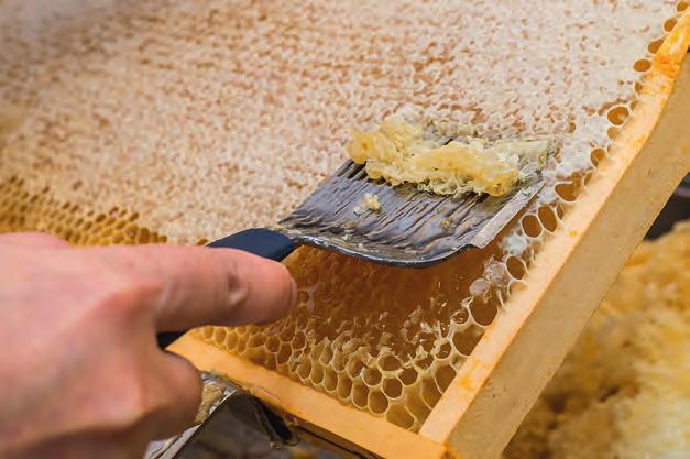So wird Honig gewonnen Vor der Honiggewinnung muss der Imker die Wachsdeckel von den Wabenzellen mit einer speziellen Gabel entfernen.