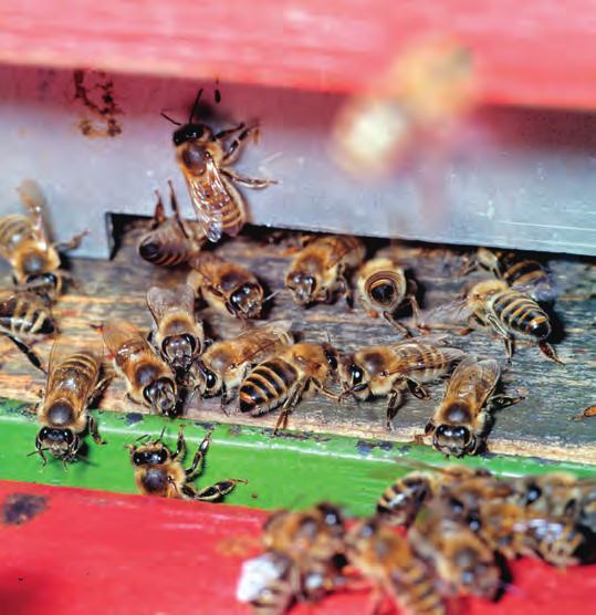 Erst seit dem 19. Jahrhundert weiß man um die Bedeutung der Bienen bei der Pflanzenbestäubung. Viele Obstarten, Feldfrüchte und Wildpflanzen sind auf Fremdbestäubung angewiesen.
