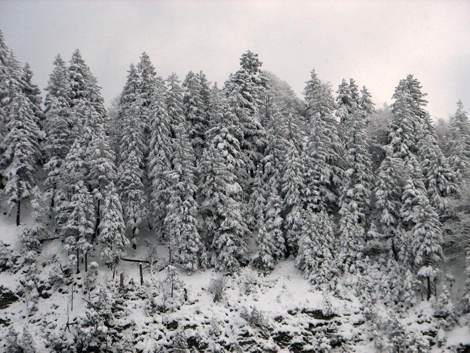 Abb. 3: Picea abies, subalpiner Fichtenwald im Winter (Füssen/BY, 22.01.2011, V. M. DÖRKEN). Abb. 4: Picea abies, alpiner Fichtenwald zwischen 1600 und 1900 m ü. NN am Rappastein (Liechtenstein, 10.