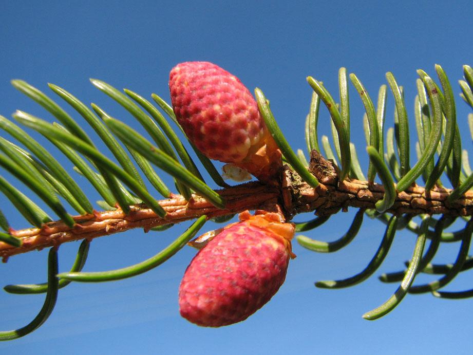 Abb. 22: Picea abies, Samenanlage mit Zangenmikropyle (Höwenegg/BW, 22.