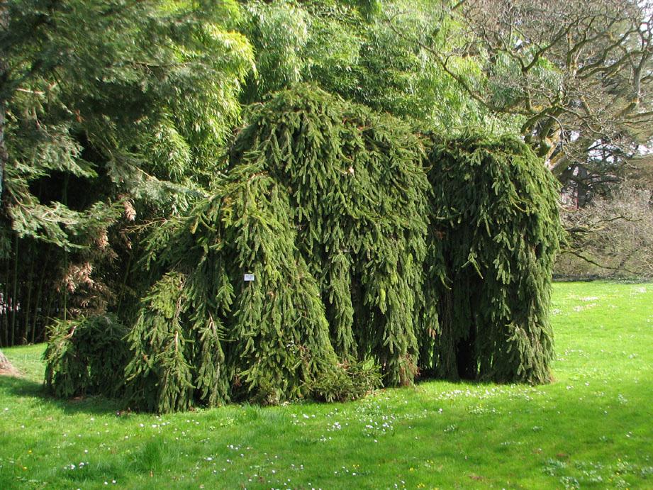 Abb. 31: Picea abies 'Inversa' (Mainau/BW, 17.04.2010, V. M. DÖRKEN).