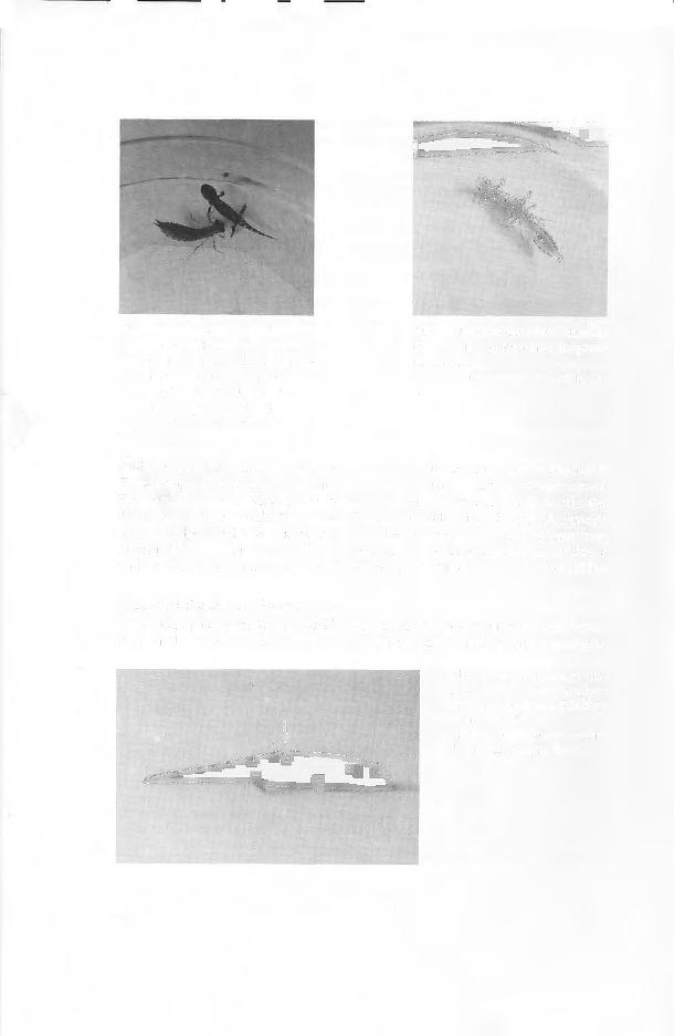 Abb. 2. Aeschna-Larve zeigt Taxis vor metamorphosiertem juvenilen Salamander (Beachte das charakteristische schwarz-gelbe Farbkleid).