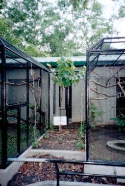 Fertigstellung der Papageienvolieren auf den Visaya-Inseln Wie wir in der Ausgabe Cyanopsitta 59 (Dezember 2000) berichteten, unterstützte die Loro Parque Fundación den Bau von Papageienvolieren für