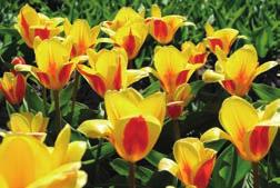 Es sind also Kultursorten, die noch viel Verwandtschaft mit den Wildsorten haben. Kaufmanniana Tulpen Von allen Tulpensorten blühen die Kaufmannianas am frühesten.